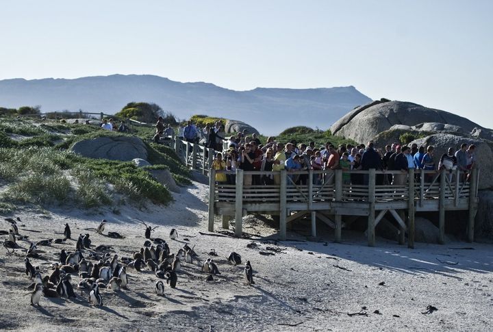 Sur la plage de Boulders, en Afrique du Sud, un itinéraire a été aménagé afin que les promeneurs puissent voir la colonie de pingouins sans la déranger. (FRANCOIS-XAVIER MARIT / AFP)