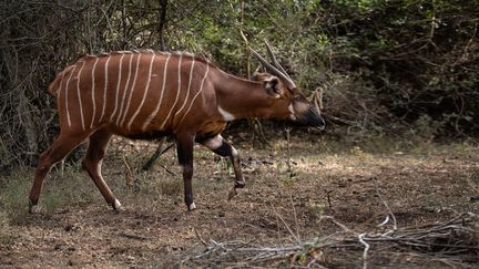 Bongo des montagnes au&nbsp;Kenya, le 9 mars 2022 (TONY KARUMBA / AFP)