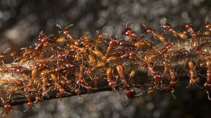 Des fourmis dans une forêt du Cameroun. (CYRIL RUOSO / BIOSPHOTO)