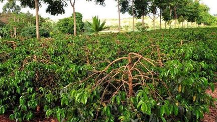 Plantation de caféiers en Tanzanie (Antoine Lorgnier / Biosphoto)