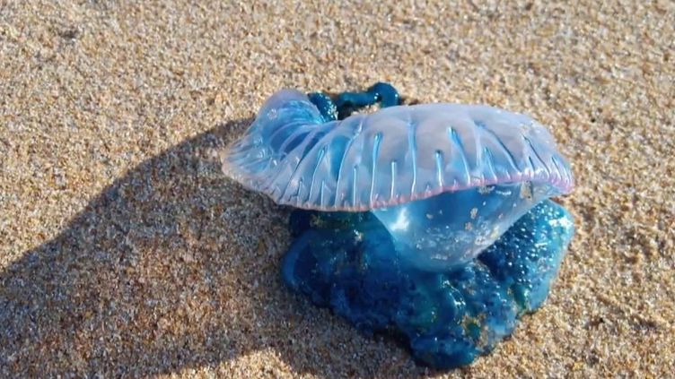 Vendée : les physalis échouées sur les plages sont dangereuses pour l'homme