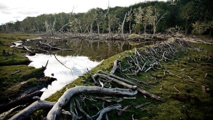 Barrage de castors en Terre de Feu, en 2008. (MAXPPP)