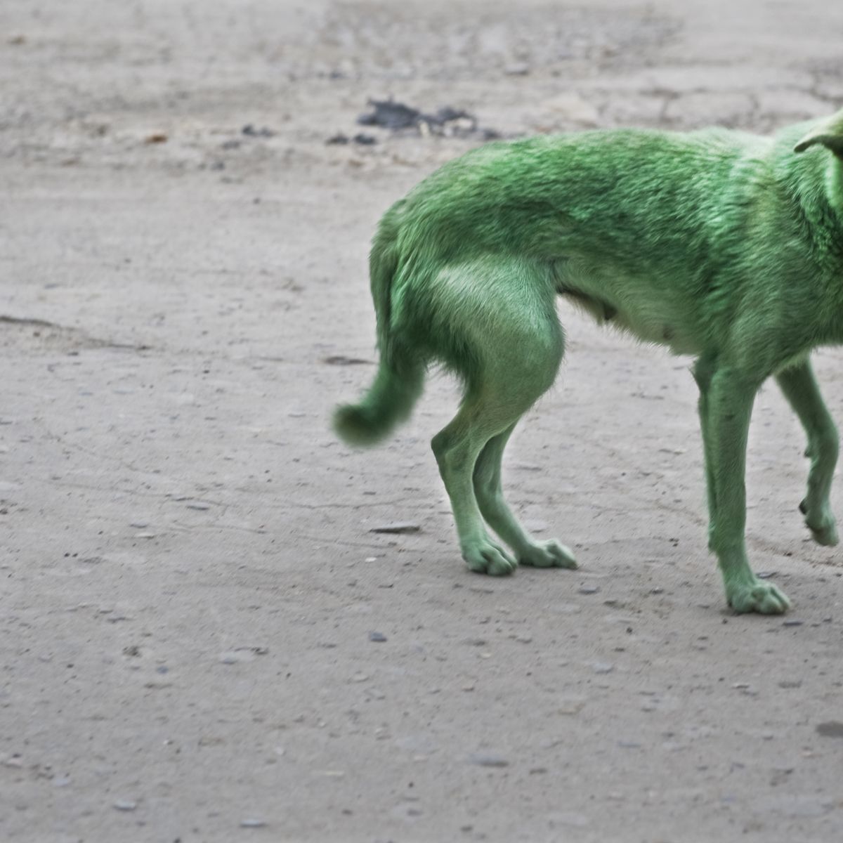 Pourquoi Sommes Nous Choques Par La Souffrance Animale