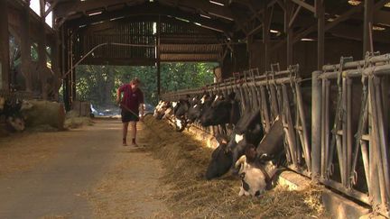 Sécheresse : la baisse de production du lait en France va-t-elle affecter les prix ?