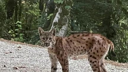 Ain : un lynx s'invite devant la maison d'un habitant de Leyssard