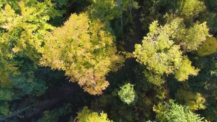 Roumanie : l'une des dernières forêts primaires d'Europe est menacée