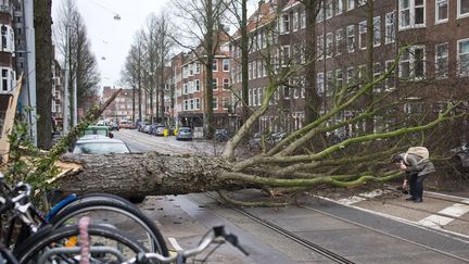 Un arbre arraché, le 18 janvier 2018 à Amsterdam (Pays-Bas), pendant le passage d'une tempête hivernale. (PETER DEJONG/AP/SIPA / AP)