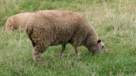 Illustration d'un mouton dans un champ. (CATHERINE GRAIN / COMMUNICATION)