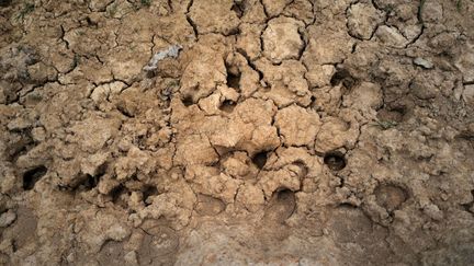 Un sol desséché dans une ferme à Chassigny-sous-Dun (Saône-et-Loire), le 22 juillet 2020. (OLIVIER CHASSIGNOLE / AFP)