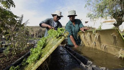 Deux femmes travaillent sur leur projet de micro-jardinage à Dakar.&nbsp; (SEYLLOU/AFP)