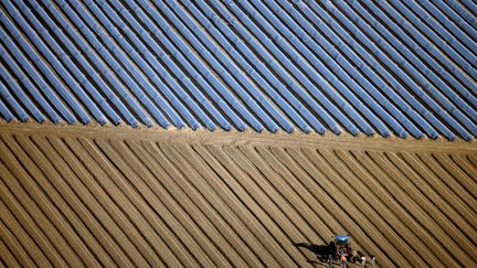 Des maraichers prot&egrave;gent leurs asperges pr&egrave;s de Beelitz (Allemagne), le 19 mars 2015. (RALF HIRSCHBERGER / DPA / AFP)