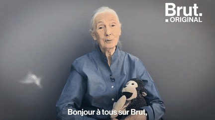 Elle a passé sa vie à défendre la vie sauvage. Aujourd’hui, à 84 ans, son combat pour la planète continue. Brut a rencontré Jane Goodall. Voici son message...