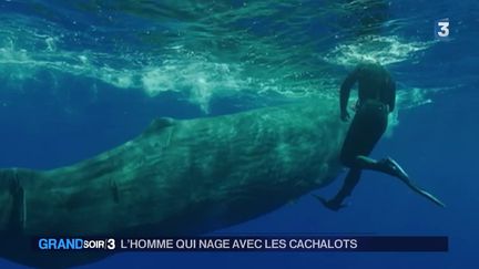 "Les cachalots, c'est 40 tonnes de délicatesse"