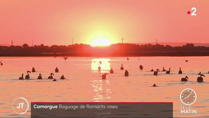 Camargue : baby-boom chez les flamants roses