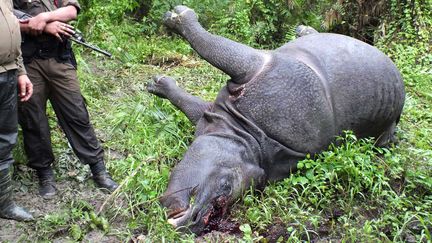 Des gardes forestiers indiens constatent la mort d'un rhinoc&eacute;ros, tu&eacute; pour l'ivoire de sa corne par des braconniers, le 4 septembre 2013 dans le parc national de Kaziranga (Inde).&nbsp; (AFP)