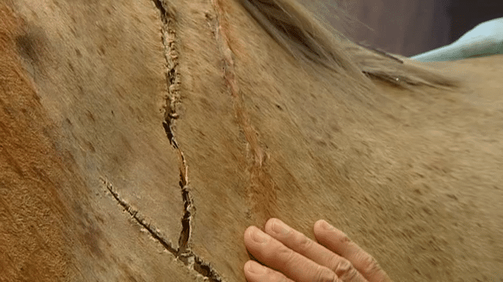 Exemple des dommages subis par la dépouille de Vizir en cours de restauration
 (culturebox)