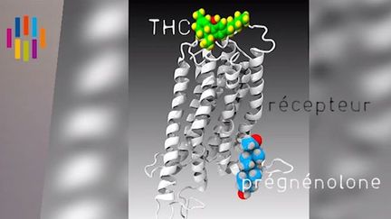 La pr&eacute;gn&eacute;nolone se fixe sur le m&ecirc;me r&eacute;cepteur c&eacute;r&eacute;bral que le principe actif du cannabis, le THC, comme le montre cette image extraite d'une vid&eacute;o&nbsp;mise en ligne par l'Inserm le 2 janvier 2014. (INSERM)