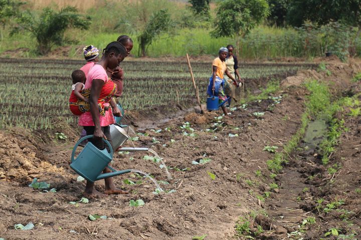 Agriculteurs de la région de Pool (sud du Congo-Brazzaville) le 24 juillet 2019. Près de 50% de la population vit en dessous du seuil de pauvreté. (SAMIR TOUNSI / AFP)