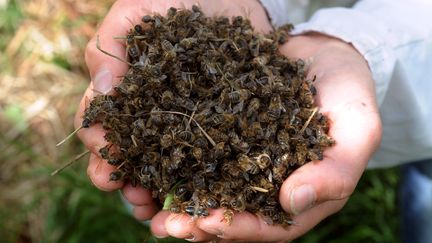 Julien Orain, apiculteur en Loire-Atlantique, montre des abeilles retrouv&eacute;es mortes pr&egrave;s de ses ruches, le 9 juin 2009 &agrave; Campbon. Il d&eacute;non&ccedil;ait alors la responsabilit&eacute; des pesticides. (FRANK PERRY / AFP)