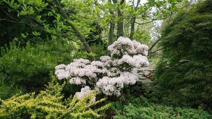 Un laurier des montagnes dans un jardin de Ambler en Pennsylvanie. (Etats-Unis) (THE WASHINGTON POST VIA GETTY IMAGES)