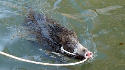 Un sanglier &eacute;gar&eacute; dans le Canal du Midi, &agrave; Toulouse, le 19 novembre 2011. (ERIC CABANIS / AFP)