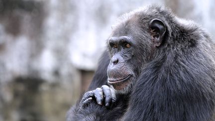 Un chimpanz&eacute; au zoo d'Abidjan (C&ocirc;te d'Ivoire), le 12 juin 2014. (SIA KAMBOU / AFP)