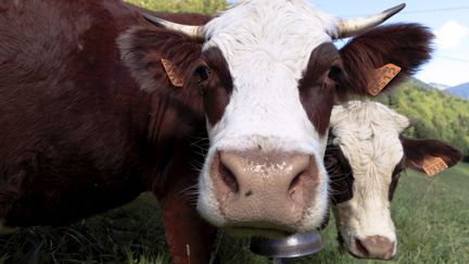 Une vache de la commune du Biot, en Haute-Savoie.&nbsp; (GR?GORY YETCHMENIZA / MAXPPP)