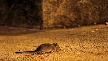 Une souris à Marseille, en 2016. En Australie, des milliers de rongeurs ont envahi une partie de l'Etat de Nouvelle-Galles du Sud. (VALLAURI NICOLAS / MAXPPP)