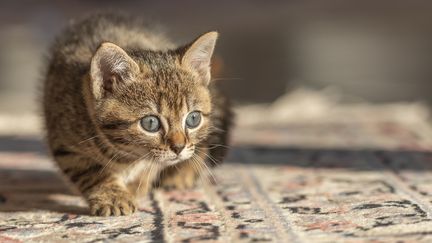 Un chaton de sept semaines photographié à Marcheville (Somme), le 13 avril 2019. (BOUILLAND STEPHANE / HEMIS.FR / AFP)