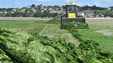 &nbsp; (Des algues vertes sur la plage de Saint-Michel-en-Grève dans les Côtes d'Armor © MaxPPP)