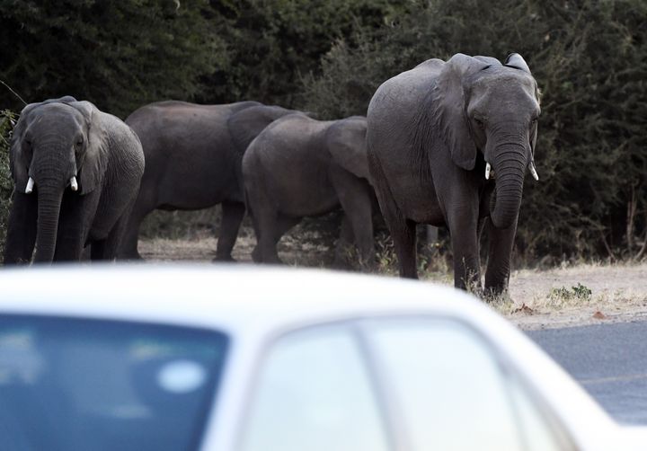 Des éléphants traversent une route près de Kasane au nord du Botswana. (MONIRUL BHUIYAN / AFP)