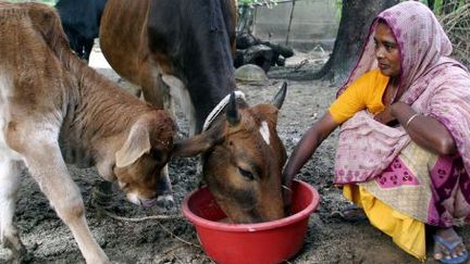 Une femme vend le lait de sa vache achetée à l'aide d'un microcrédit, au Bangladesh, en janvier 2014. (REUTERS / RAFIQUR RAHMAN)