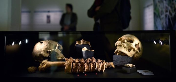 Crânes de victimes tuées par une hache, de l'exposition "Nous les appelons Vikings" à Nantes (2018)
 (LOIC VENANCE / AFP)