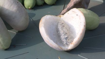 Fruit d'Akebia quinata.&nbsp; (ISABELLE MORAND / RADIO FRANCE / FRANCE INFO)