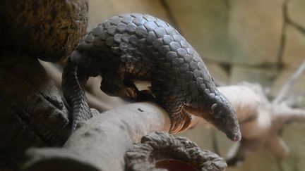 Un pangolin pris en photo au zoo de Taipei (Taïwan), le&nbsp;22 juillet 2022. (SAM YEH / AFP)