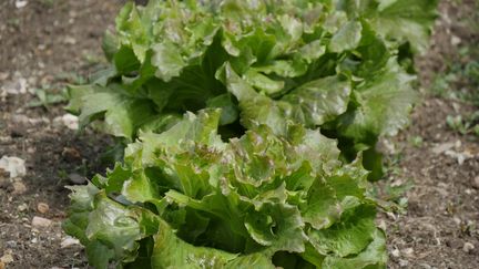 On trouve un peu partout en ce moment des plants de salade à repiquer au jardin ou en pot.&nbsp; (ISABELLE MORAND / RADIO FRANCE / FRANCE INFO)