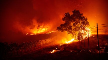 Le "Kincade Fire" ravage des vignes près de Geyserville, en Californie (Etats-Unis), le 24 octobre 2019. (JOSH EDELSON / AFP)