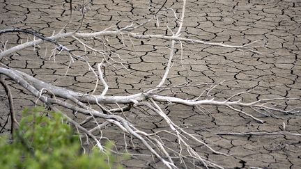 The drought remains worrying in Carcassonne (Aude), August 20, 2023. (CHRISTOPHE BARREAU / MAXPPP)