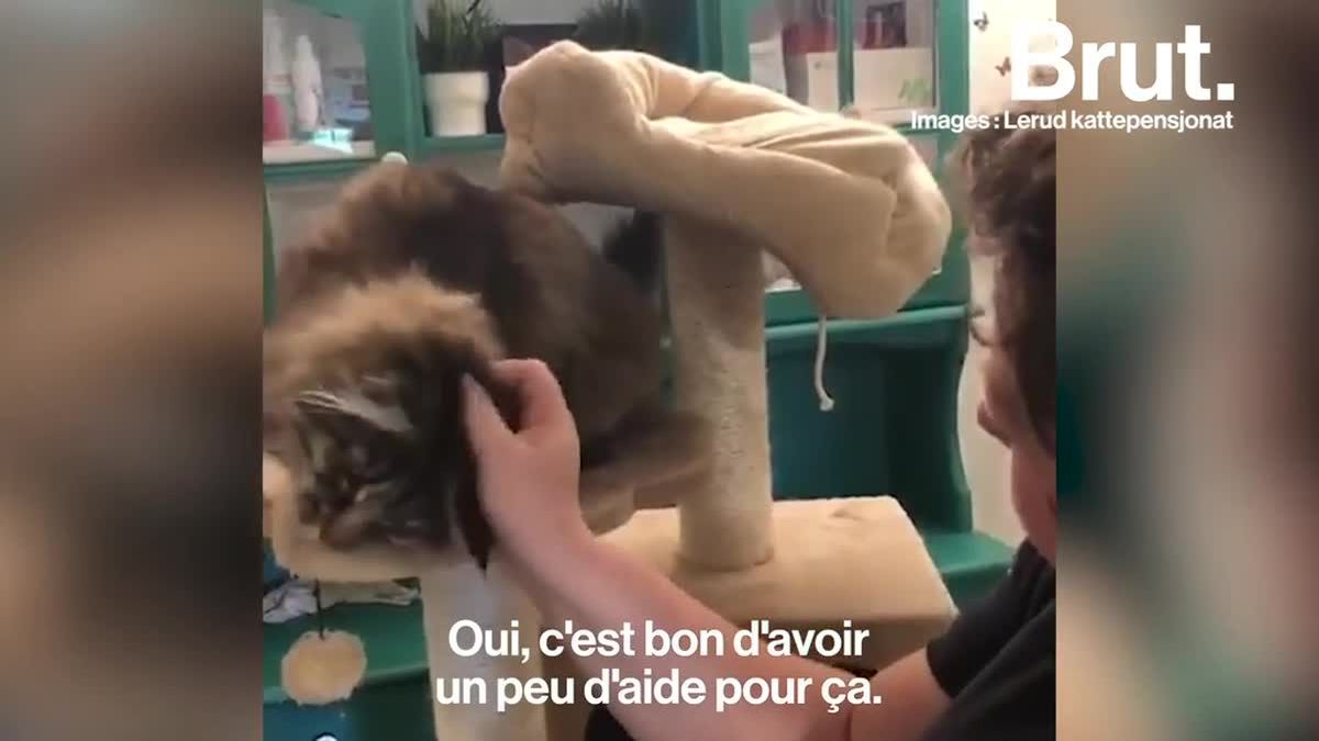 Video En Norvege Un Hotel Met Les Chats A L Honneur