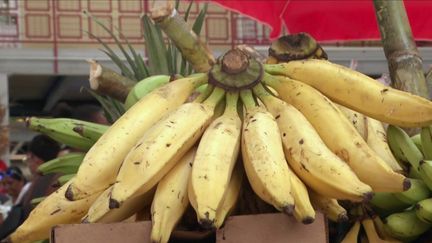 Alimentation :&nbsp;une molécule interdite retrouvée dans des bananes en Martinique (France 3)