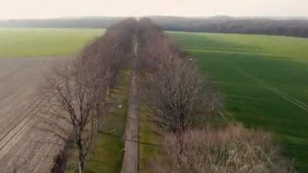 Les Français sont de plus en plus nombreux à se mobiliser pour leurs arbres. Les pétitions pour tenter d’empêcher les arrachages se multiplient à la ville, comme à la campagne. (FRANCE 2)