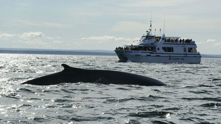 Au Canada, plusieurs baleines noires ont été retrouvées mortes dans le golfe de Saint-Laurent. Photo d'illustration.&nbsp; (BARBERON-ANA / ONLY WORLD)