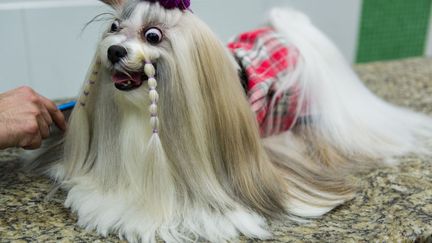 Derniers pr&eacute;paratifs avant d'&ecirc;tre pr&eacute;sent&eacute; devant le jury du Sao Paulo Fashion Pet show &agrave; Sao Paulo (Br&eacute;sil), le 9 juin 2012. (YASUYOSHI CHIBA / AFP)