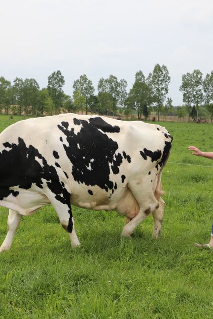 Marie-Claude Morice avec deux vaches de son exploitation d'élevage laitier, le 1er mai 2019 à Limerzel (Morbihan).&nbsp; (VALENTINE PASQUESOONE / FRANCEINFO)