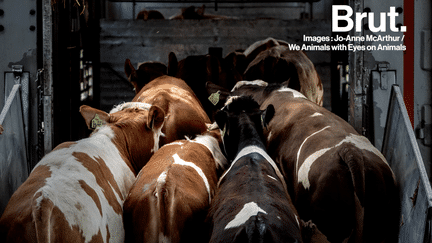 VIDEO. Le sort terrible subi par 57 vaches bloquées dans un camion en pleine canicule (BRUT)