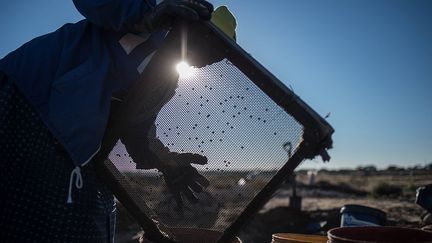 a rejoint en 2013 après son divorce, les «zama zamas». Elle a travaillé sans trouver le moindre diamant, jusqu'à Noël 2017. Son cadeau ce jour-là fut de trouver une petite pierre qu'elle a vendue 1.200 rands (80 euros). «Le temps du changement est arrivé, se réjouit-elle aujourd'hui, nous avons maintenant un permis, on est libres.» Elle retient tant bien que mal ses larmes en racontant cette «joie, cette fierté de se réveiller le matin en se disant : "Je ne suis plus une mineure illégale."»
 (Mujahid Safodien / AFP)