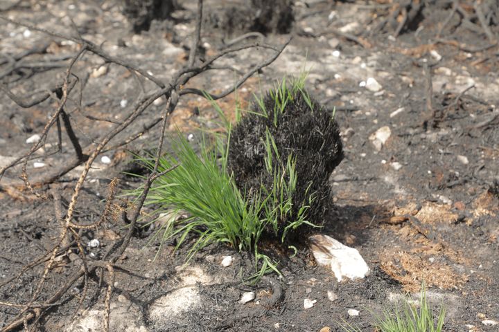 Une touffe d'herbe repousse après l'incendie, le 18 août 2022 à Botmeur (Finistère). (THOMAS BAIETTO / FRANCEINFO)