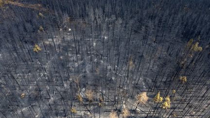 Face à la violence des incendies, comme ici à Entrance, le Canada a dû se tourner vers ses voisins et alliés, comme les Etats-Unis et le Mexique, pour combattre les flammes. (MEGAN ALBU / AFP)