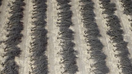 Un champ d'amandiers morts en raison de la s&eacute;cheresse, &agrave; Coalinga, en Californie, le 6 mai 2015.&nbsp; (LUCY NICHOLSON / REUTERS)