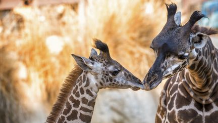 Un girafon et sa mère se câlinent ,le 23 novembre 2015, au zoo de Los Angeles.&nbsp; (MINT IMAGES / AFP)